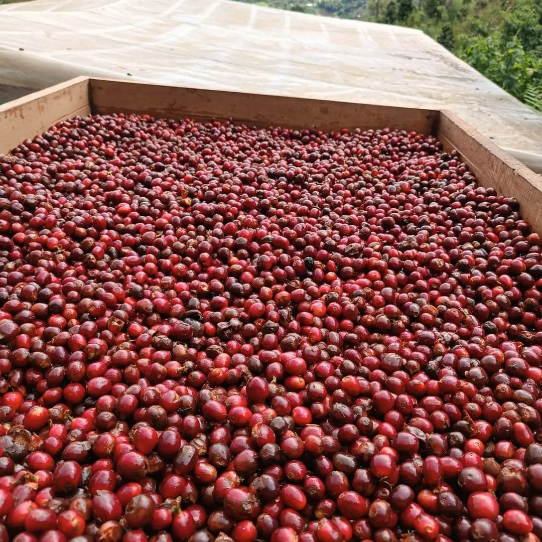 Picture for PeruEsCafe coffee producer.